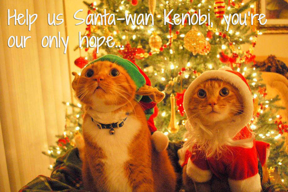 Two cats in christmas hats with caption 'Help us Santa-wan Kenobi, you're our only hope'